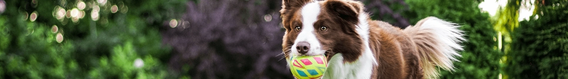 Tipps und Ratschläge zum Hundetraining