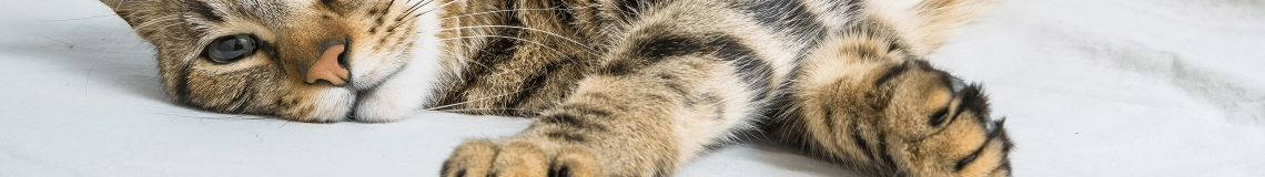 Dolencias y enfermedades comunes de los gatos