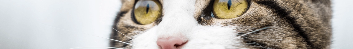 猫がくしゃみをし続けるのはなぜですか？
