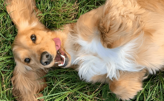 لماذا يأكل كلبي العشب؟