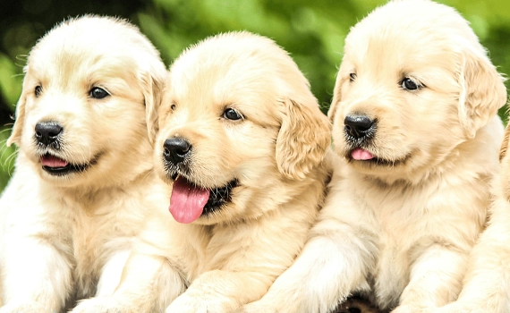 How To Choose a Puppy from A Breeder?
