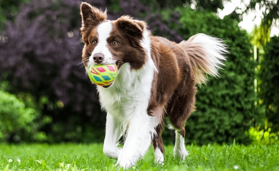 How to train your dog to fetch