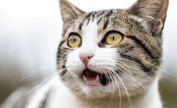 ¿Por qué mi gato sigue estornudando?