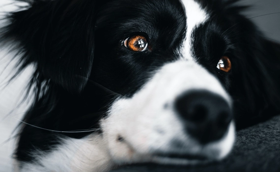 Comment choisir une bonne pension canine ?