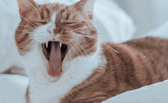 猫がニャーと鳴き続けるのはなぜですか？