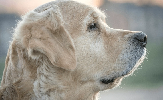 Cuidando de um cachorro cego